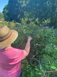 senior woman in straw hat picking blueberries