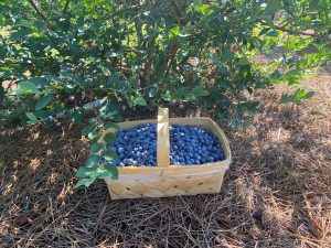 large basket full of plump blueberries